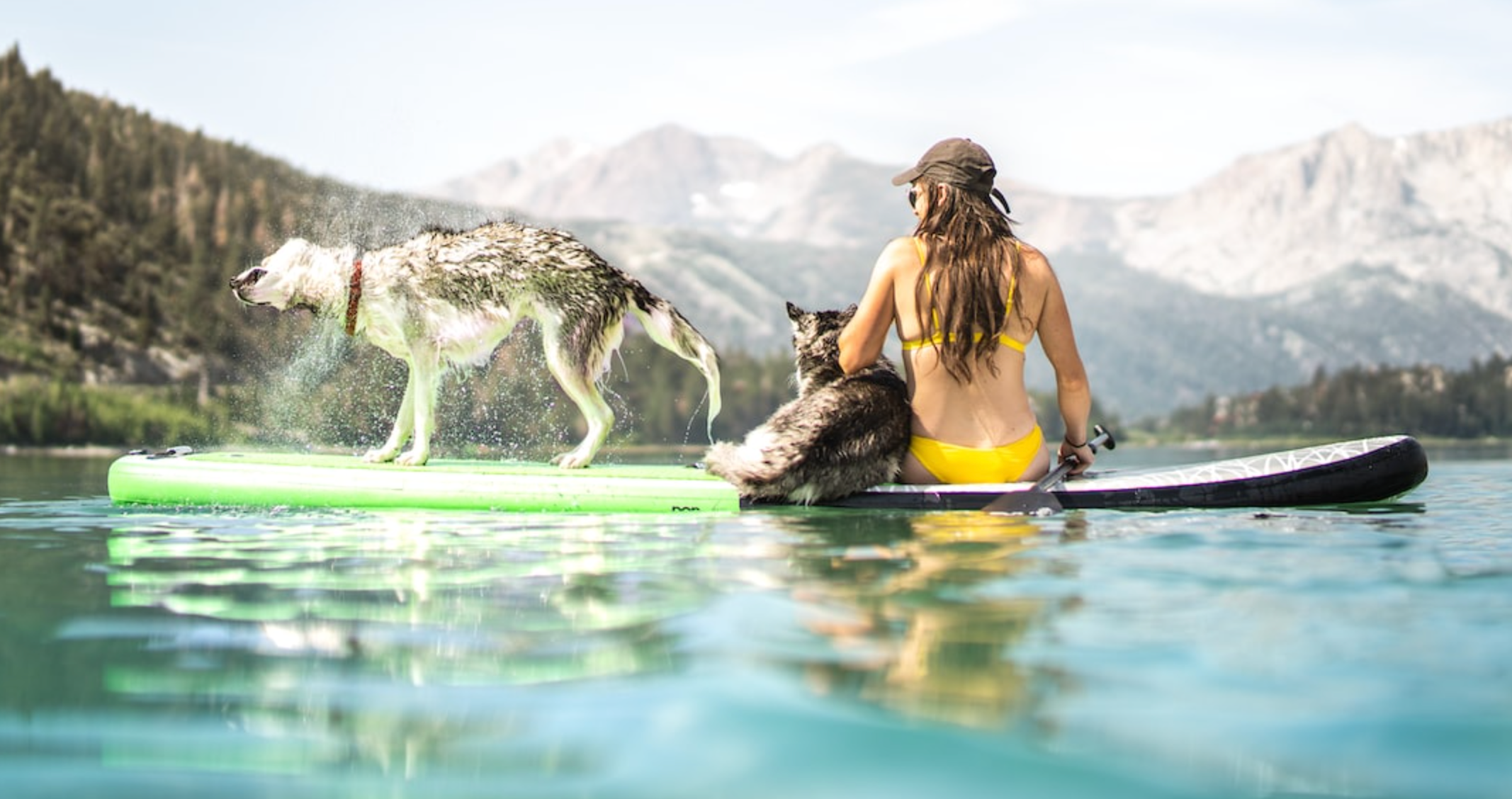 Dogs on SUP